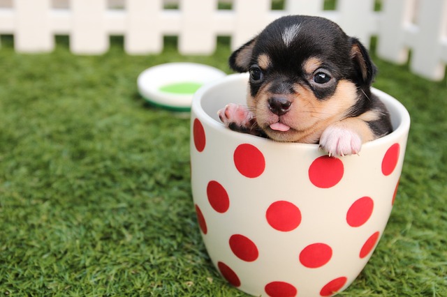 Puppy in Mug Cup